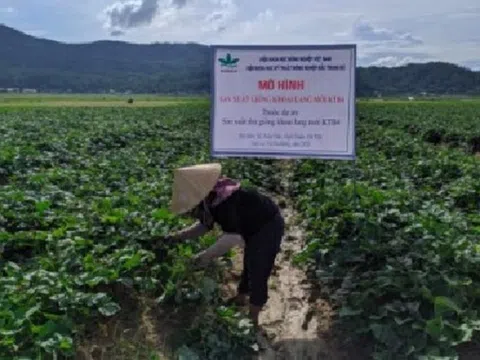Sản xuất thử giống khoai lang mới KTB4