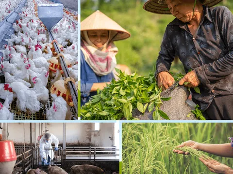 Sản xuất nông nghiệp 06 tháng đầu năm tăng trưởng ổn định, đáp ứng nhu cầu trong và ngoài nước