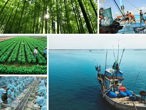 Lâm nghiệp và thủy sản 06 tháng đầu năm 2025 phát triển toàn diện đóng góp tích cực vào xuất khẩu
