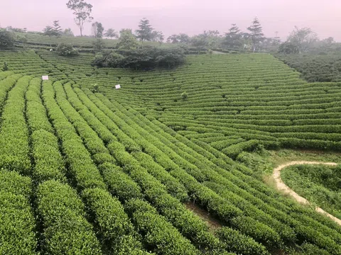 Mô hình sinh thái nuôi gà trong vườn chè: Chè thơm và gà ngon, giá trị nhân đôi