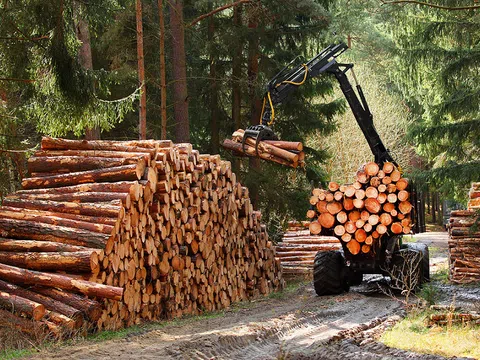 Thông tư mới quy định ba hình thức kiểm tra, truy xuất nguồn gốc lâm sản