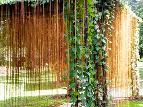 Nghiên cứu khả năng chữa bệnh của cây hồ đằng rễ mành