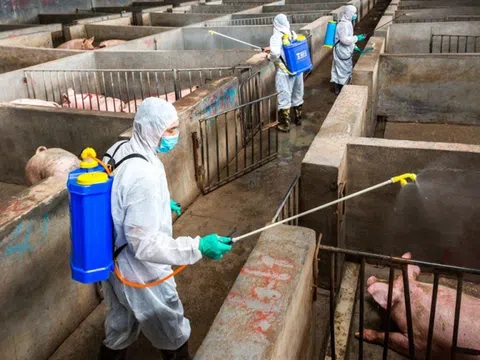 TP Huế tập trung triển khai quyết liệt, đồng bộ các giải pháp phòng, chống bệnh liên cầu lợn