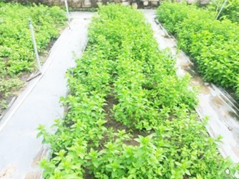 TP.HCM: Chọn giống bạc hà phù hợp trồng trong nhà màng