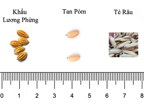 Sử dụng chỉ thị phân tử nhận biết gen thơm và đánh giá sự khác biệt giống lúa Khẩu Lương Phửng, Nếp Tan Pỏm và Tẻ Râu