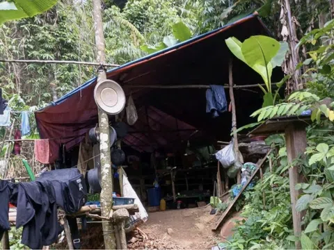 Quảng Trị: Hệ sinh thái rừng phòng hộ bị 'rỉ máu' do 'vàng tặc'