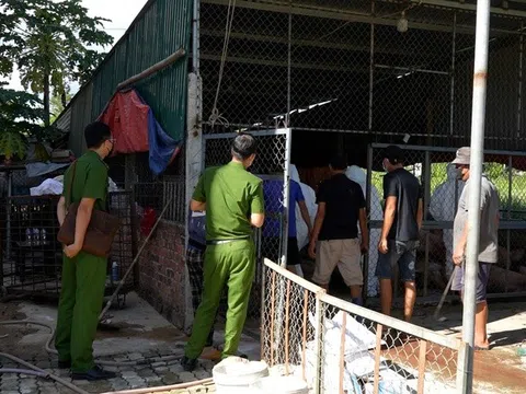 Quảng Ngãi: Phát hiện cơ sở thu mua, vận chuyển lợn dịch bán ra thị trường