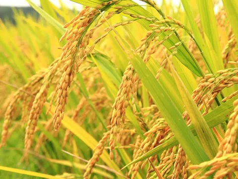 Hà Nội phê duyệt giá thóc để thu thuế sử dụng đất nông nghiệp