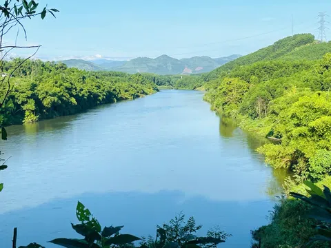 TP Huế triển khai trồng 70 ha rừng thay thế trong đó ưu tiên trồng cây Lim xanh