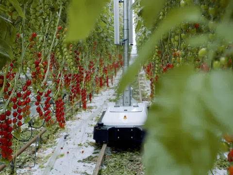 Robot EVA Scoutr: Phát hiện dấu hiệu sớm của sâu bệnh