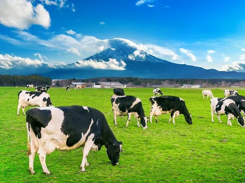 Đột phá trong chăn nuôi hữu cơ: Nghiên cứu xác nhận rằng chăn nuôi bò sữa hữu cơ có thể giảm 24% lượng khí thải carbon