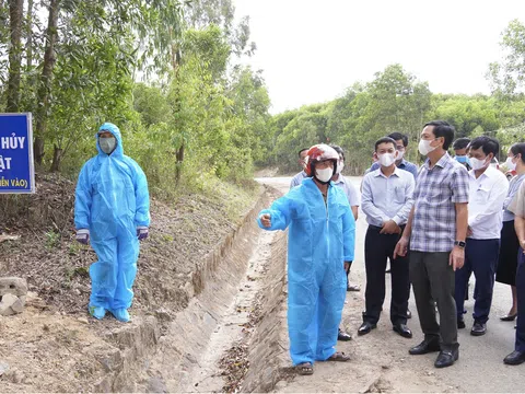 Quảng Trị: Thiết lập đường dây nóng phòng, chống dịch tả lợn châu Phi