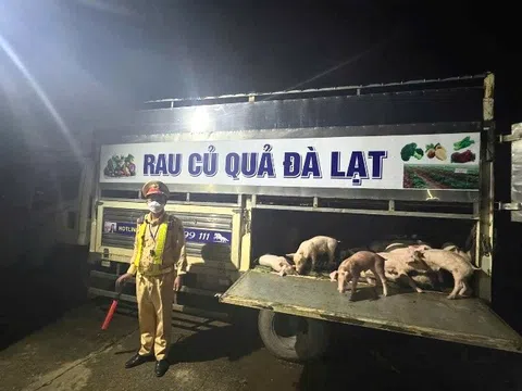 Phát hiện xe chở heo bệnh từ Lâm Đồng sang Đắk Lắk