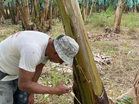 Ecuador đang đối mặt với các đợt bùng phát mới của bệnh moko trên chuối