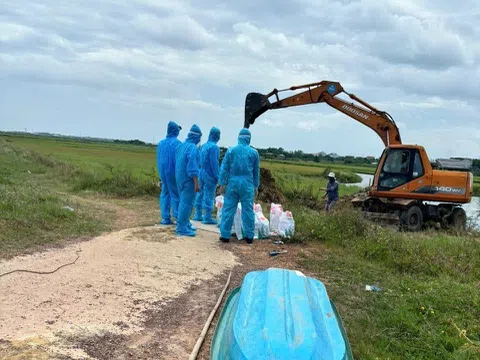 Quảng Trị: Phát hiện nhiều xác lợn chết trôi nổi trên sông