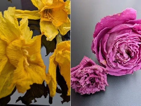 Herb.ERT - dẫn đầu xu hướng sản xuất đồ ăn nhẹ và hoa sấy khô