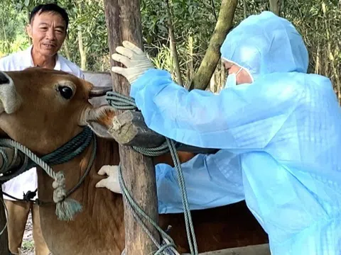 Dịch tả lợn châu Phi còn diễn biến phức tạp, lại thêm dịch bệnh mới trên gia súc ở Quảng Trị