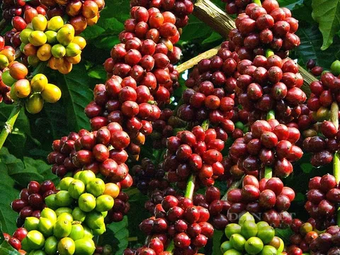 Hành trình bất ngờ của những hạt cà phê nhập khẩu