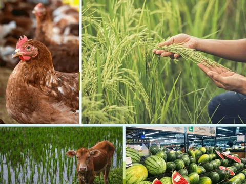 Tháng 7/2025: Trồng trọt có nhiều biến động, chăn nuôi đối mặt thách thức