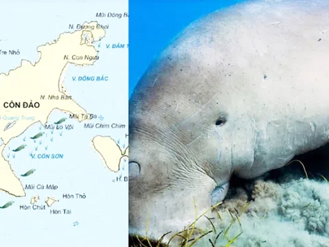 Côn Đảo còn khoảng 12 cá thể bò biển dugong