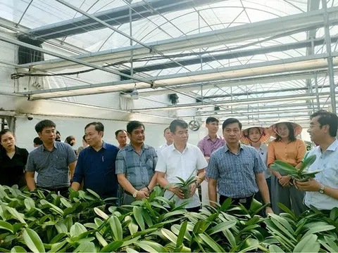 Giải pháp xanh thích ứng biến đổi khí hậu trong trồng hoa lan tại Hà Tĩnh