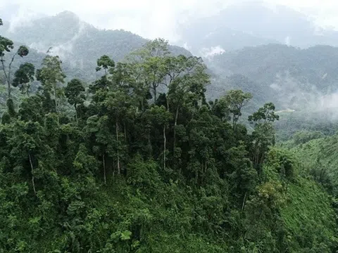 Thành lập Khu dự trữ thiên nhiên Phong Điền TP Huế