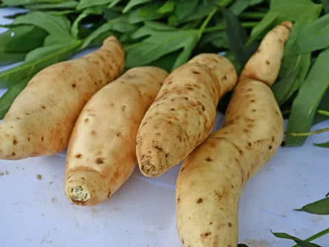 Nghiên cứu mới tiết lộ tổ tiên bất ngờ của khoai lang