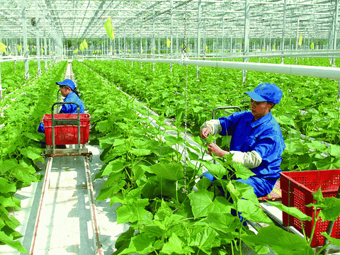 Khuyến nông đổi mới toàn diện, tri thức hóa nông dân, hướng tới nông nghiệp sinh thái