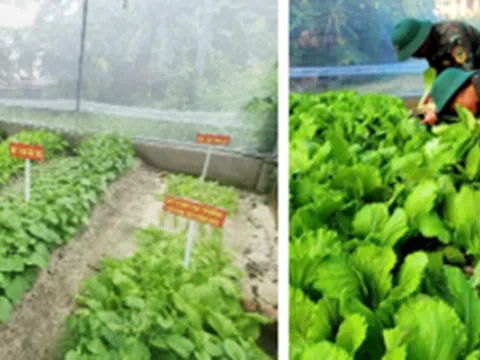 Cải tạo cát san hô ở các đảo xa bờ thành đất trồng rau