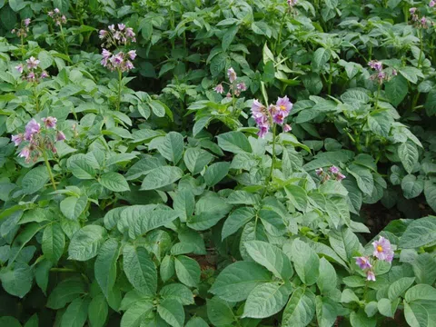 FIRST Potato: Nền tảng AI hỗ trợ canh tác khoai tây bền vững