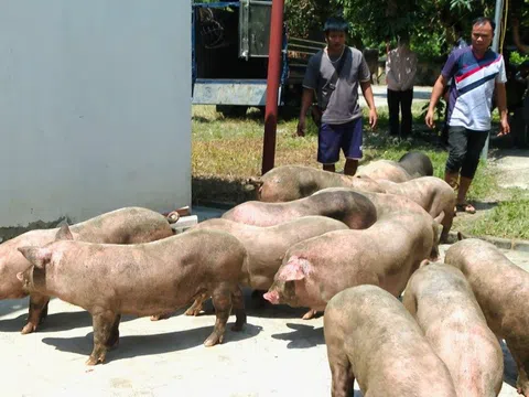 Cao Bằng: Bắt giữ 4 xe tải lợn không rõ nguồn gốc, tiềm ẩn nguy cơ dịch bệnh