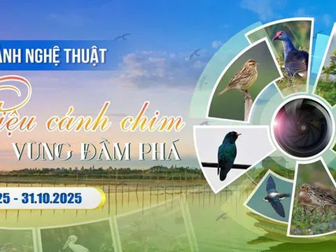 Vũ điệu cánh chim vùng đầm phá - sân chơi nghệ thuật sáng tạo cho các nhiếp ảnh gia