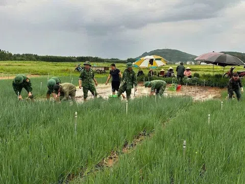 Mưa lớn kéo dài, hàng trăm héc-ta rau màu của nông dân Nghệ An bị thiệt hại