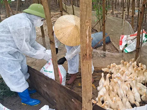 Nghệ An: Xuất hiện nhiều ổ dịch H5N1, hàng nghìn con gia cầm buộc phải tiêu hủy