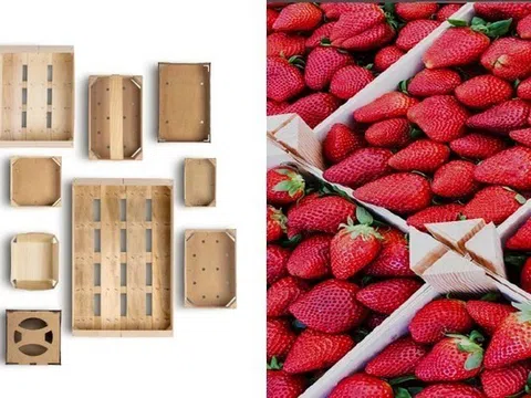Bao bì gỗ - mắt xích bền vững, hướng tới tương lai trong ngành trái cây và rau quả