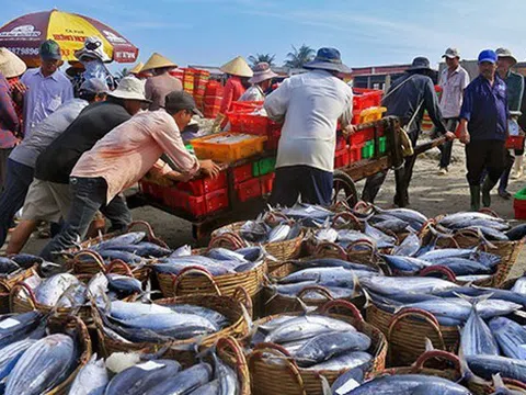 Bảo tồn lưu giữ nguồn gen và giống hải sản kinh tế quí hiếm có nguy cơ tuyệt chủng ở biển Việt Nam