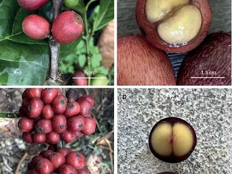 Thêm loài mới giúp ngành cà phê chống chịu với biến đổi khí hậu