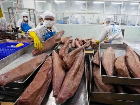 Xuất khẩu cá ngừ sang Phần Lan tăng, cơ hội mở rộng tại Bắc Âu
