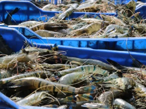 Chậm chuyển đổi công nghệ nuôi tôm, Bangladesh mất dần vị thế trong ngành tôm toàn cầu
