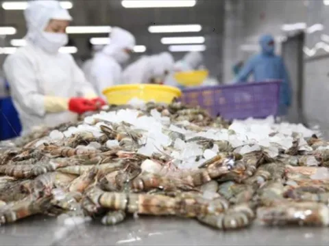 Xuất khẩu thủy sản sang EU: Cập nhật quy định mới và công cụ hỗ trợ từ AGRINFO