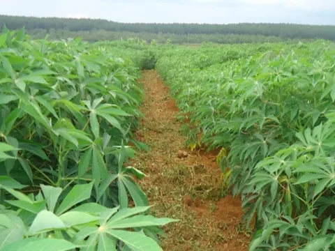 Nghiên cứu tích hợp công nghệ sản xuất phân bón hữu cơ vi sinh đa chức năng từ phụ phẩm chế biến sắn kết hợp nano silic phục vụ canh tác sắn bền vững tại Việt Nam