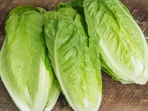 Nước bẩn, nhiệt độ từ xe tải và lý do thực sự khiến rau diếp romaine nhiễm khuẩn