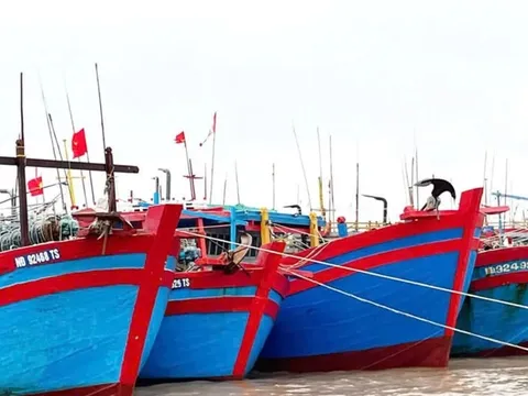Ninh Bình quyết liệt chống khai thác hải sản bất hợp pháp