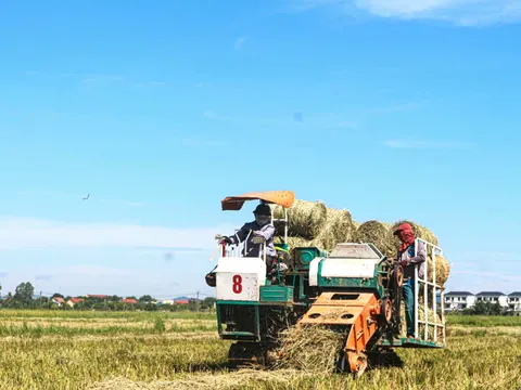 Lợi ích kép từ việc tận thu rơm rạ sau mùa gặt