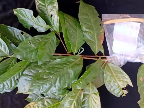 TP Huế phát hiện giống chè rừng cổ thụ quý hiếm ở xã miền núi A Lưới