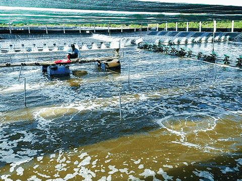 Quy mô gói tín dụng nông, lâm, thủy sản lên tới 185.000 tỷ đồng