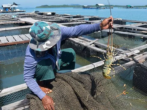 Nghiên cứu sản xuất thức ăn công nghiệp ương nuôi tôm hùm bông (Panulirus ornatus) giai đoạn ấu trùng puerulus đến con giống 20g/con