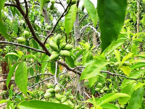 Cao Bằng: Khảo nghiệm giống giổi ăn hạt