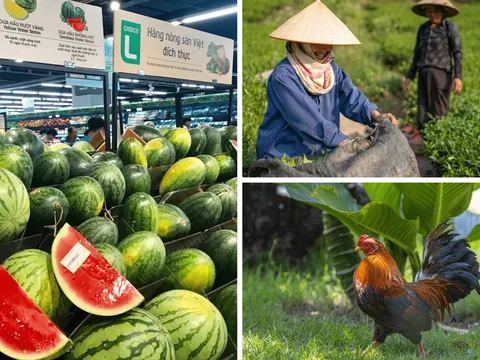 Nông nghiệp quý III/2025 tiếp đà phát triển ổn định dù gặp bất lợi từ thiên tai