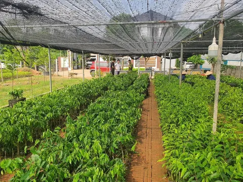Cục Lâm nghiệp và Kiểm lâm cảnh báo về giống cây mang tên “Kỳ Hải Nam”